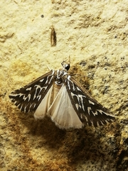 Argyrophora arcualis