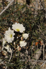 Cordia decandra