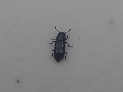 Glischrochilus vittatus