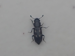 Glischrochilus vittatus