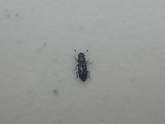 Glischrochilus vittatus