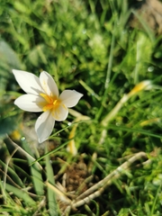 Crocus aleppicus