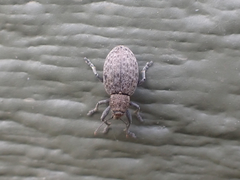 Trichalophus alternatus