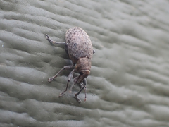 Trichalophus alternatus