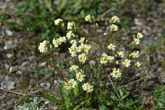 Draba subamplexicaulis