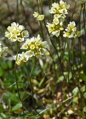 Draba subamplexicaulis