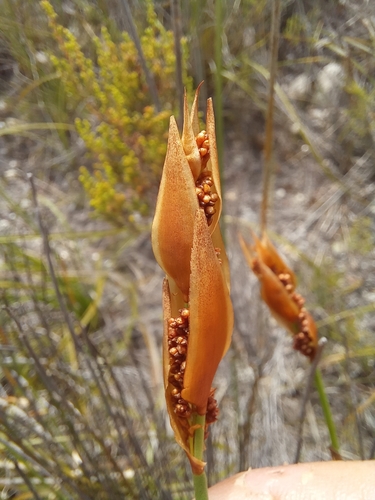 Image of Elegia juncea by (c) kevin koen, some rights reserved (CC BY-SA)