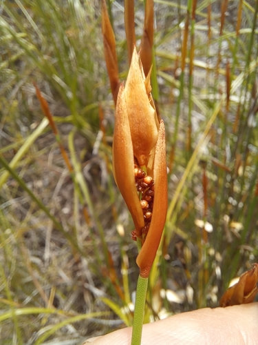 Image of Elegia juncea by (c) kevin koen, some rights reserved (CC BY-SA)