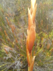 Elegia juncea