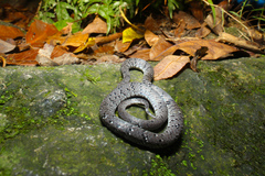 Pareas margaritophorus