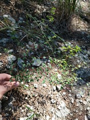Euphorbia villifera