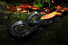 Pareas margaritophorus