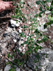 Euphorbia villifera