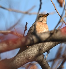 Turdus naumanni