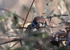 Passer montanus