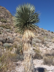 Yucca rostrata