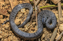 Pareas margaritophorus