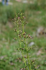Scrophularia kiriloviana