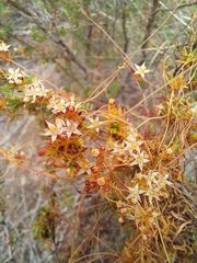 Cuscuta nitida