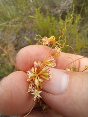 Cuscuta nitida