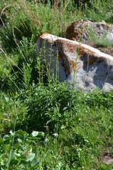 Scrophularia kiriloviana