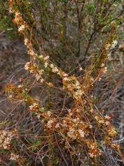 Cuscuta nitida