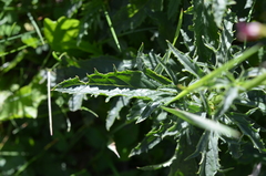 Scrophularia kiriloviana