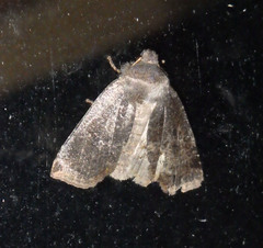 Conistra ligula