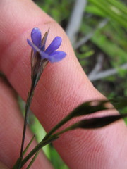 Psoralea trullata