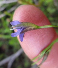 Psoralea trullata