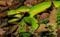 Trimeresurus albolabris