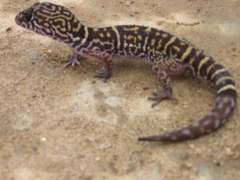Coleonyx