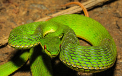 Trimeresurus albolabris