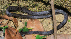 Pareas margaritophorus