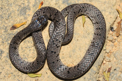 Pareas margaritophorus