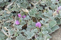 Indigastrum argyroides