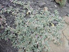 Indigastrum argyroides