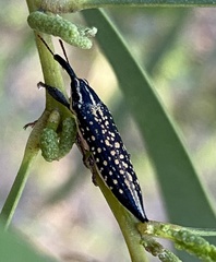 Rhinotia lineata