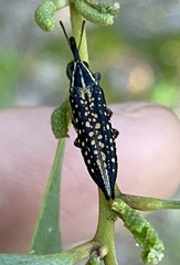 Rhinotia lineata
