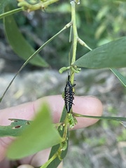 Rhinotia lineata