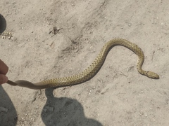 Fowlea flavipunctata