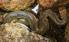 Opisthotropis lateralis