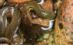 Opisthotropis lateralis