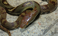 Trimerodytes aequifasciatus