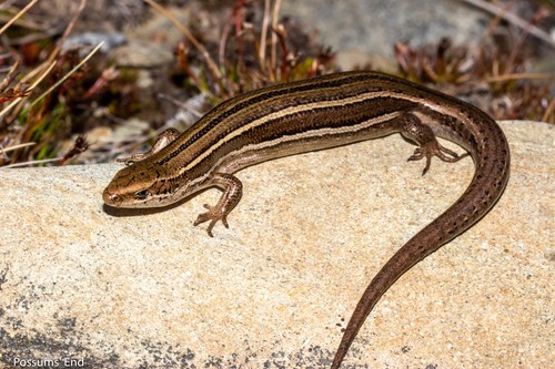 Nevis skink, Oligosoma toka