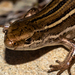 New Zealand Skinks - Photo (c) Possums' End, some rights reserved (CC BY), uploaded by Possums' End