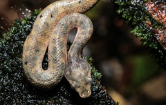 Craspedocephalus borneensis