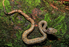 Craspedocephalus borneensis