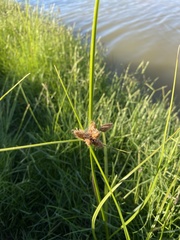 Bolboschoenus caldwellii