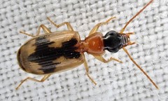 Anomotarus crudelis